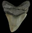 Bargain, Fossil Megalodon Tooth - South Carolina #69256-2